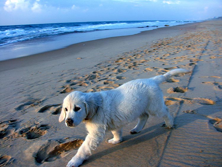kutyas strand olasz szoveg kozott2